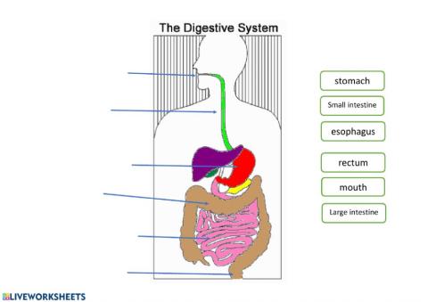 Digestive system