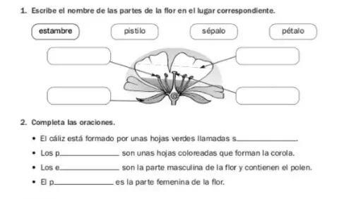 Partes de la FLOR