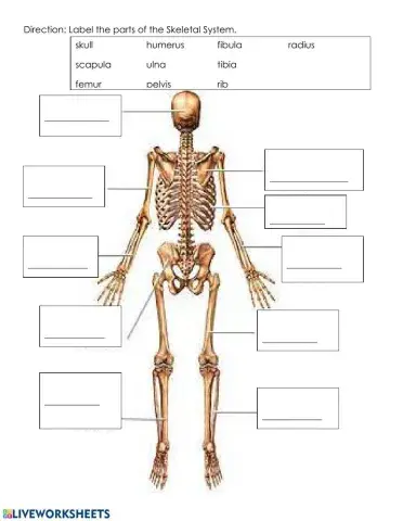 Skeletal System