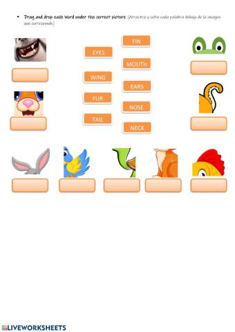 Animals - body parts