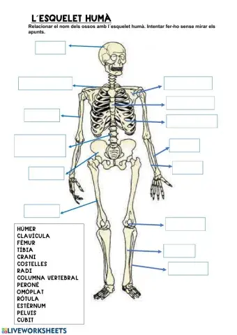 L-esquelet humà i els músculs
