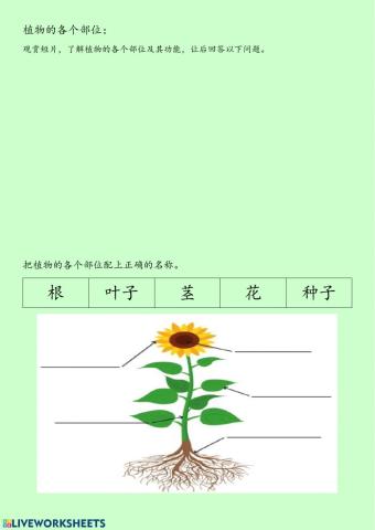 一年级 科学 植物的各个部位