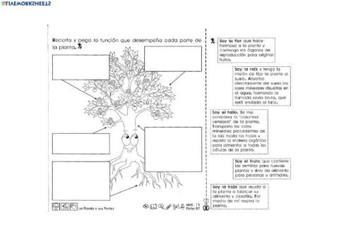 Partes de una planta