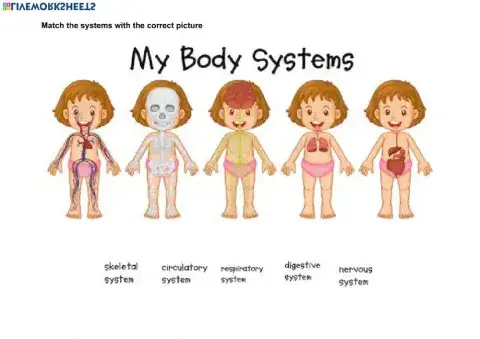 BODY SYSTEMS