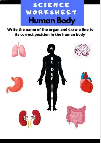 Human Body