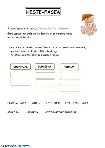 Digestioa: heste-fasea
