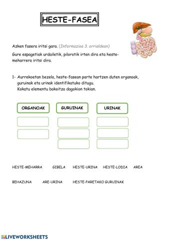 Digestioa: heste-fasea
