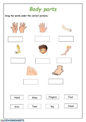 Body parts drag and drop