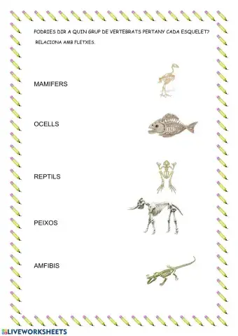 Relaciona familia-esquelet animal