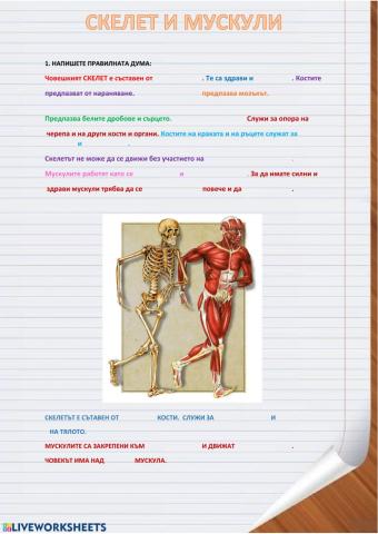 Скелет и мускули