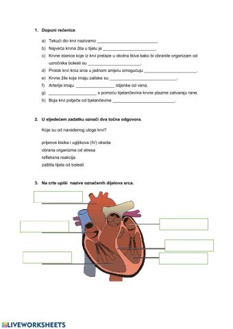 Srce, krvne žile i optok krvi