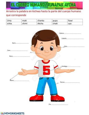 Partes del Cuerpo humano en Kichwa