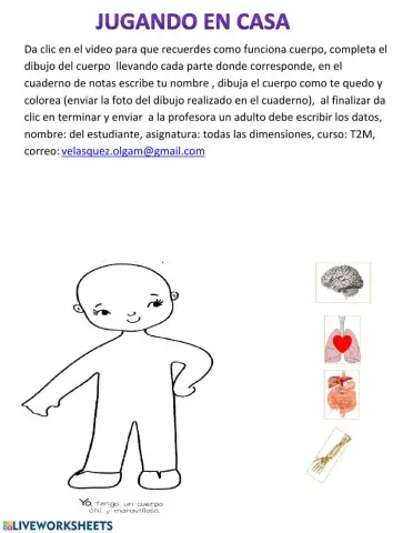 El cuerpo humano