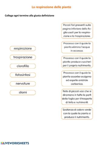 Respirazione delle piante 2