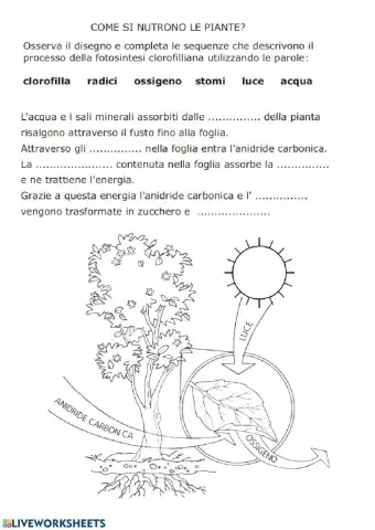 Come si nutrono le piante