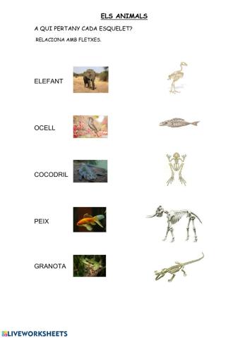 Relaciona foto-esquelet animal