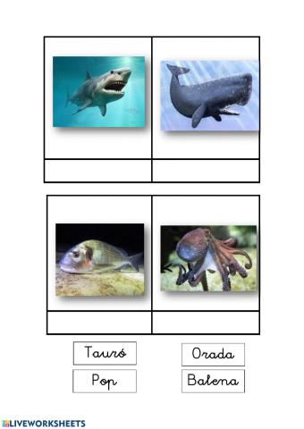 Vocabulari animals mar