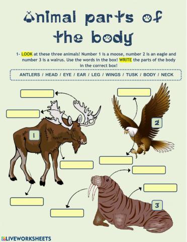 Animal Parts of the Body
