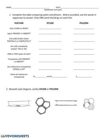 Plant transport vessels