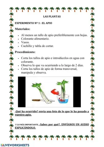 Experimento plantas