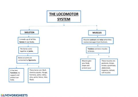 Unit 2 Informative scheme Locomotor System