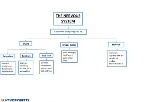 Unit 2 Informative scheme Nervous System