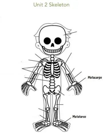 Unit 2 Skeleton