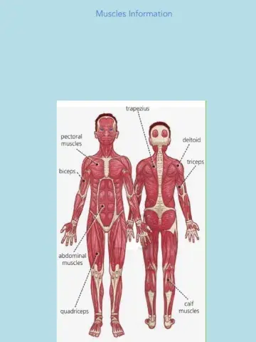 Unit 2 Muscles Information