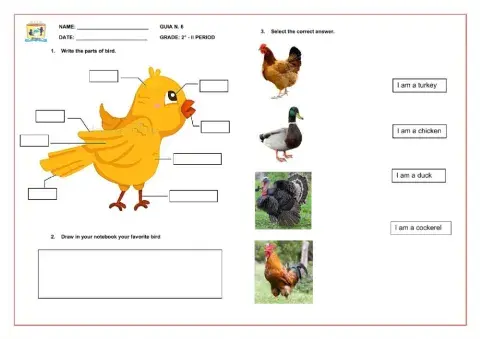 Animals, Birds Exercise