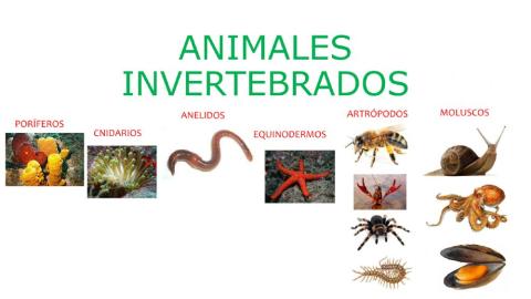 Animales invertebrados:clasificación