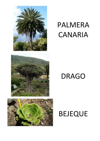 Repaso 1 Plantas Canarias