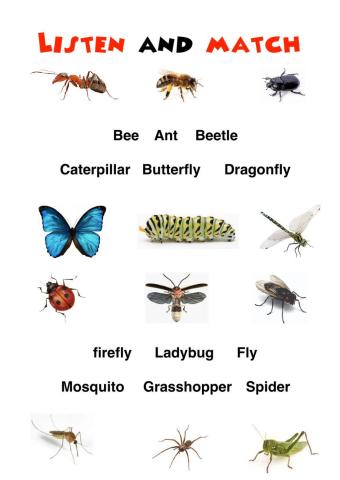 Bugs Vocabulary