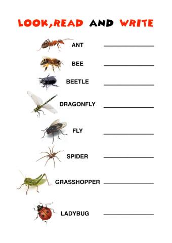 Bugs Vocabulary