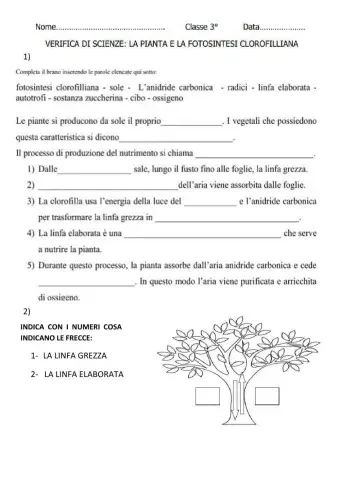 La fotosintesi- clorofilliana