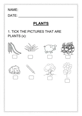 Plants