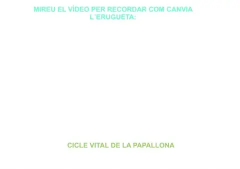 Cicle vital de la papallona