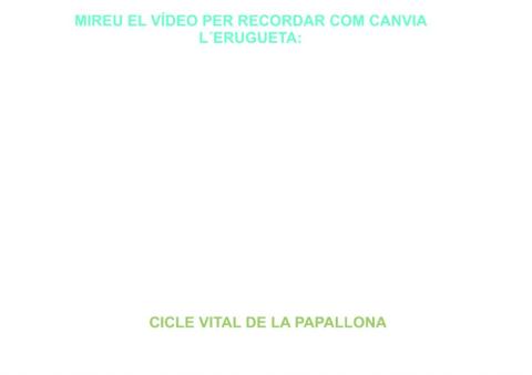 Cicle vital de la papallona