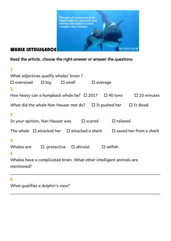 Whale Intelligence