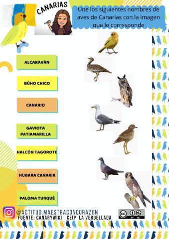 Aves de Canarias