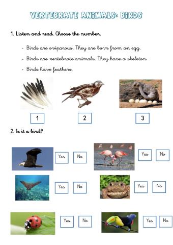 Vertebrate animals:birds
