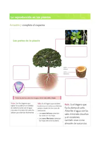 Reproducción de las plantas 1