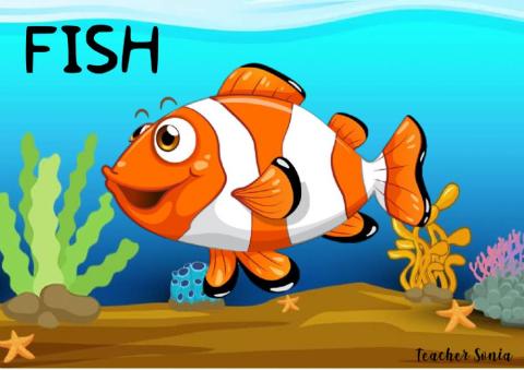 Fish vocabulary