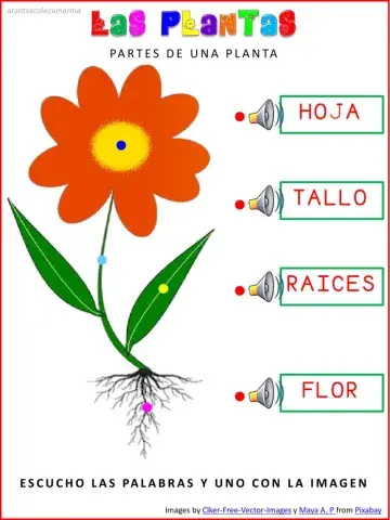 Partes de una planta