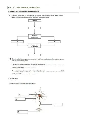 Human interaction-nerve cell