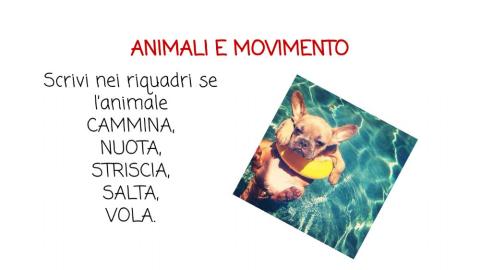 Animali e movimento