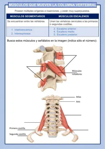 MÚSCULOS QUE MUEVEN LA COLUMNA VERTEBRAL