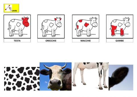 Le parti della vacca