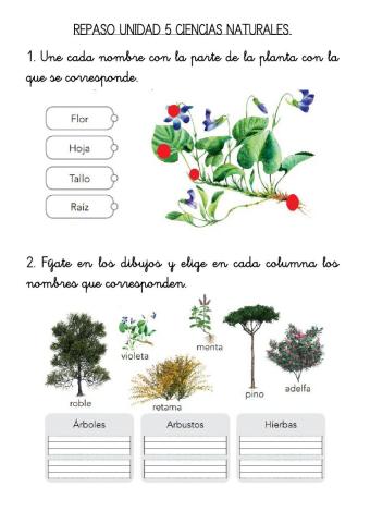 Repaso unidad 5 ciencias naturales