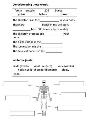Bones and joints