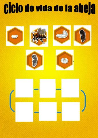 Ciclo vida abejas
